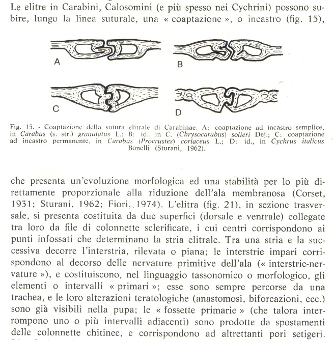 Calosoma  sycophanta (Coleoptera, Carabidae)